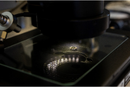 Microscopy